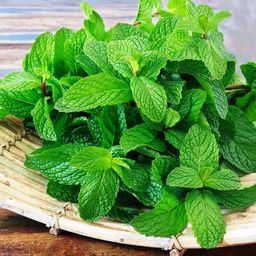 Мята Ментол