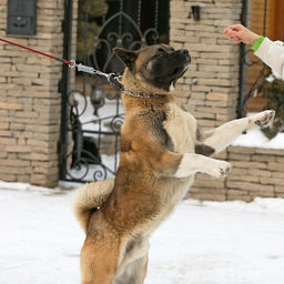 Поводок усиленный с амортизатором от рывка, 120 х 1,2 см, чёрно-красный - Пижон фото 11