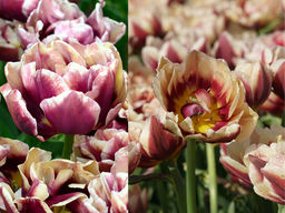 Тюльпан Виндхем - Долина роз фото 3