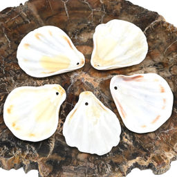 Ракушка морской гребешок в натуральном цвете 30*35мм, 5 ракушек Радуга камня