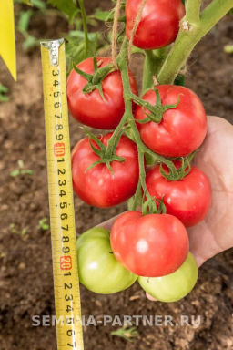 Томат Герцогиня Вкуса - Партнёр фото 4