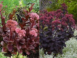 Очиток Чоколэт Черри - Долина роз фото 4