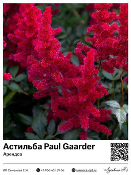 Астильба Paul Gaarder (Арендса)