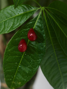 Серьги-капли / Zarina  фото 2