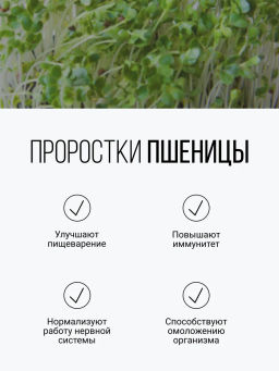 Смесь из семи видов проростков 200г (пшеница, полба, спельта, рожь, овес, чечевица, зеленая гречка)