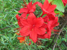 Азалия крупноцветковая Doloroso (Долоросо) - Долина роз фото 2