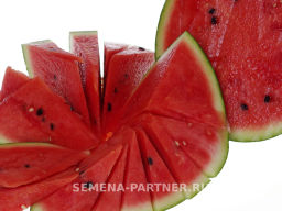 Арбуз Акмаль - Партнер фото 4