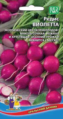 Редис ВИОЛЕТТА  Серия вкуснятина! Экзотический цвет! Мякоть сочная, нежная, хрустящая!