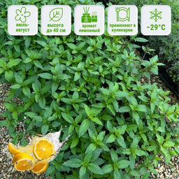 Мята Шведский лимон