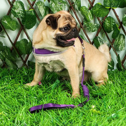 Комплект мягкая шлейка, поводок 120 х 1 см с вертлюгом, S, ОШ 26-67 см, ОГ 26-67 см, фиолетовый 71 - Пижон фото 7