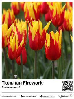 Тюльпан Firework (Лилиецветный)