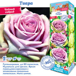 Роза Тиара (Чайно-гибридная) 1шт