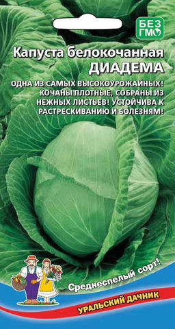 Капуста ДИАДЕМА  Одна из самых высокоурожайных! Кочаны плотные, собраны из нежных листьев! Устойчива к растрескиванию и болезням!