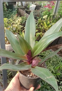 Традесканция Рео, горшок D12