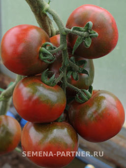 Томат Эфиопка - Партнер фото 4