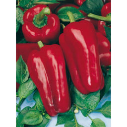 Перец Атлант