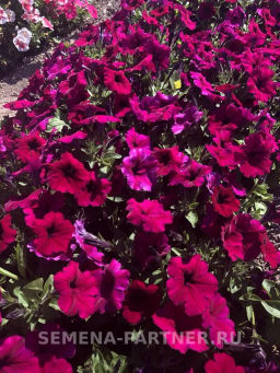 Петуния Амбре Элоиз каскадная пурпурная - Партнер фото 3