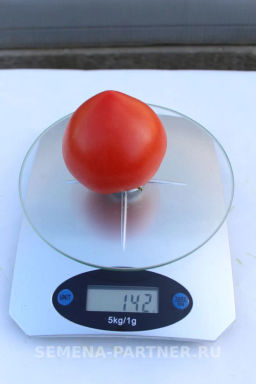 Томат Тореадор - Партнер фото 3