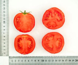 Томат Верочка - Партнер фото 5