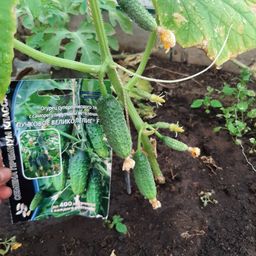 Огурец ПУЧКОВОЕ ВЕЛИКОЛЕПИЕ F1  Уникальный! - Уральский дачник фото 3