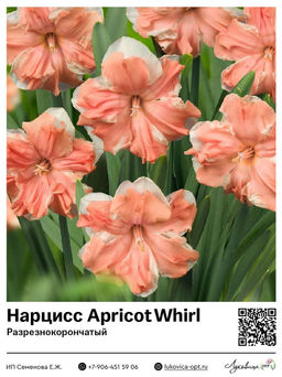 Нарцисс Apricot Whirl (Разрезнокорончатый)