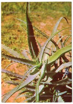 Открытка Алое древовидное