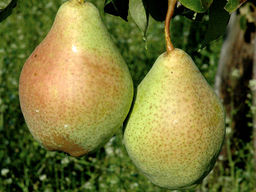 Груша Мария