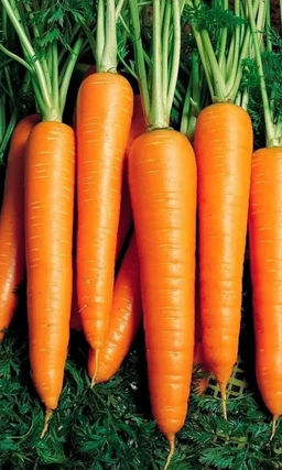 Морковь ЦУКАТ (ГЕЛЬ ДРАЖЕ) Лучший десертный сорт! Суперхранение! Незаменима для взрослых и детей!