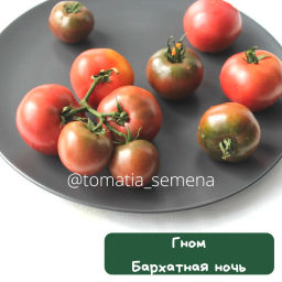 Гном Бархатная ночь