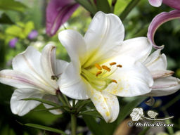 Лилия Регале - Долина роз фото 5