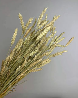 Пшеница безостая натуральная, пучок 50г, 60 колосьев, h 60-70см