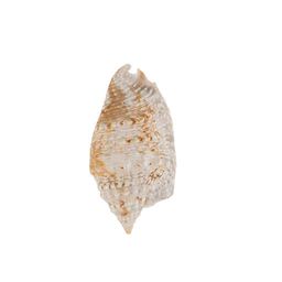 Blumentag / Zlatka DRF-016 Ракушки морские 3 шт. 6.3 см Strombus Aurisdiane Asstd