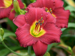 Лилейник Пардон Ми - Долина роз фото 3