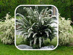 Спирея серая Грефшейм - Долина роз фото 3