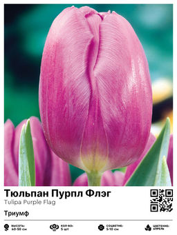 Тюльпан Purple Flag (Триумф) - Голландские луковицы фото 2