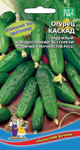 Огурец КАСКАД Надёжный, холодостойкий сорт! Без горечи! Устойчив к мучнистой росе!