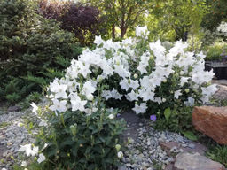 Ширококолокольчик (платикодон) белый - Долина роз фото 2