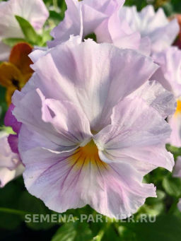 Виола бахромчатая Танго-Манго Болеро - Партнер фото 6