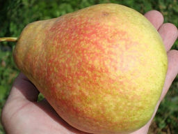 Груша Мраморная - Долина роз фото 2