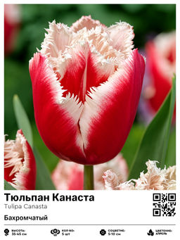 Тюльпан Канаста (Бахромчатый)