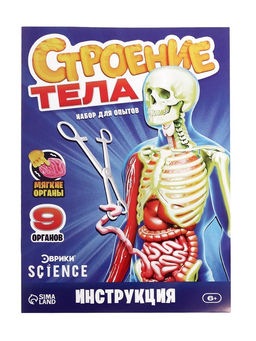 Набор для опытов по анатомии Строение тела, светится в темноте, с мягкими органами - Эврики фото 7