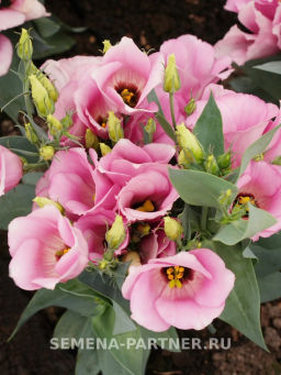 Эустома карликовая розовая Мисс Майли - Партнер фото 4