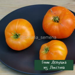 Гном Девушка из Локстона