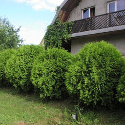 Туя западная Глобоза