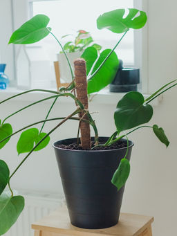 Опора для комнатных цветов, h=60 см, d=2.5 см, пластик, кокосовая оплётка, Greengo  фото 3