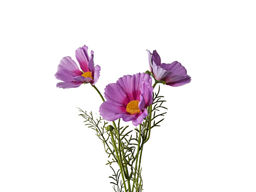 d7ba6abdc269e1db5a3c04bb6a2dffc63vujt3s249m4l85gmv