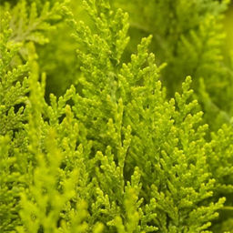 Кипарисовик Лавсона Ивонне - Долина роз фото 4