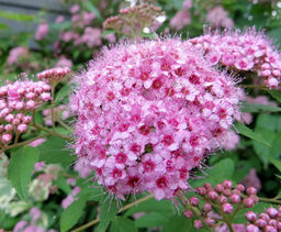 Спирея березолистная Pink Sparkler - САДовник фото 2