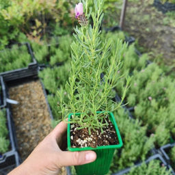 Лаванда испанская Пинк - Долина роз фото 3