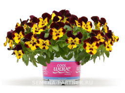 Виола ампельная Кул Вэйв Файер - Партнер фото 3